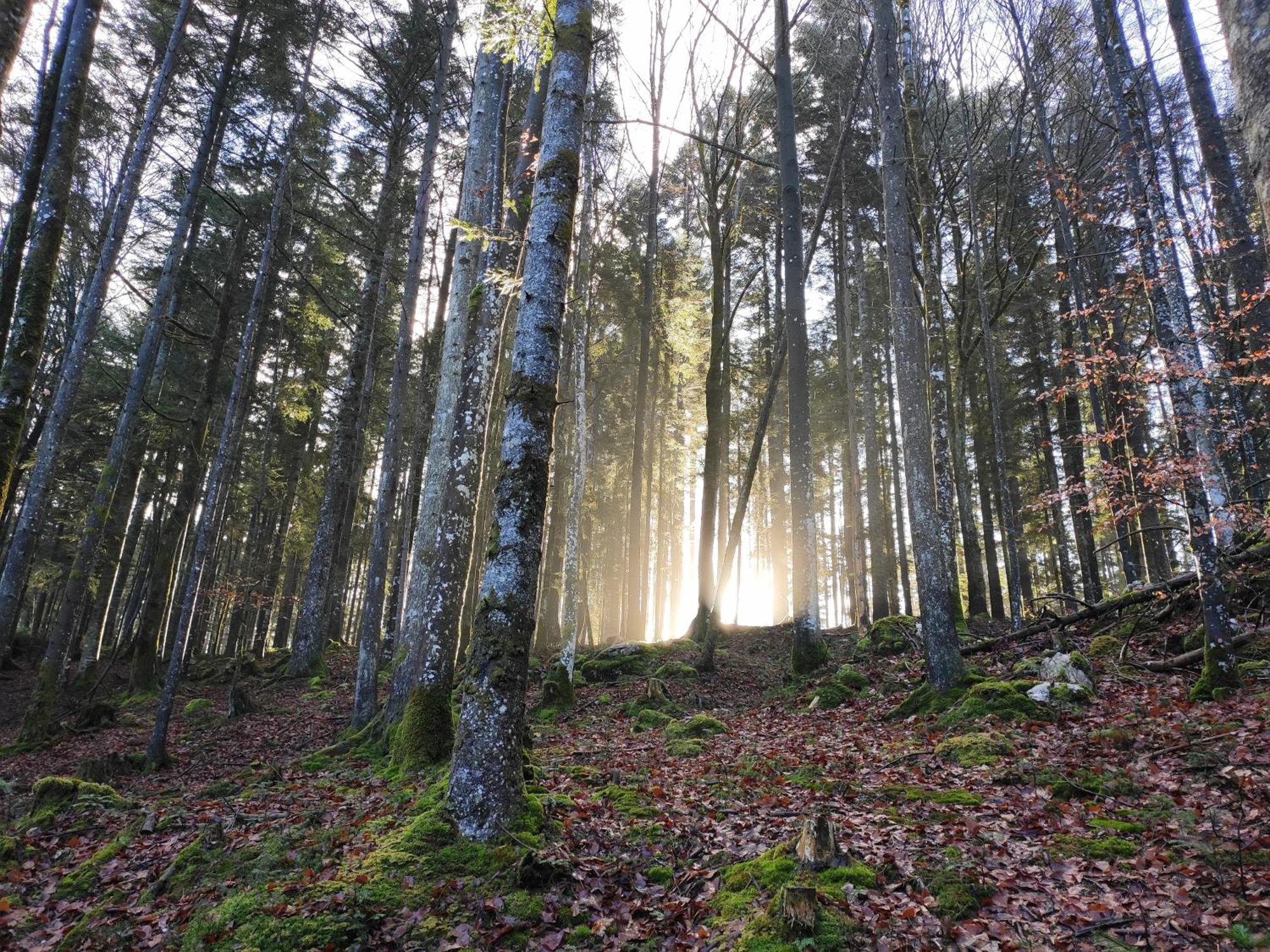 Naturresort Fischergut - Lodge Wolfgangthal Saint Wolfgang Buitenkant foto